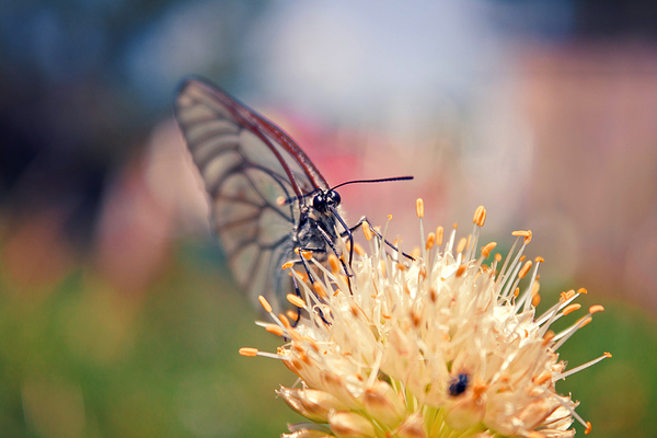 Cabbage girl posing on a bow - My, Butterfly, Pot-bellied trifle, Canon