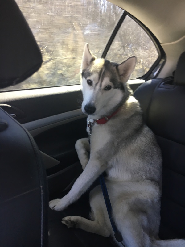 Well, what are we watching? Let's go already - My, Car, Husky