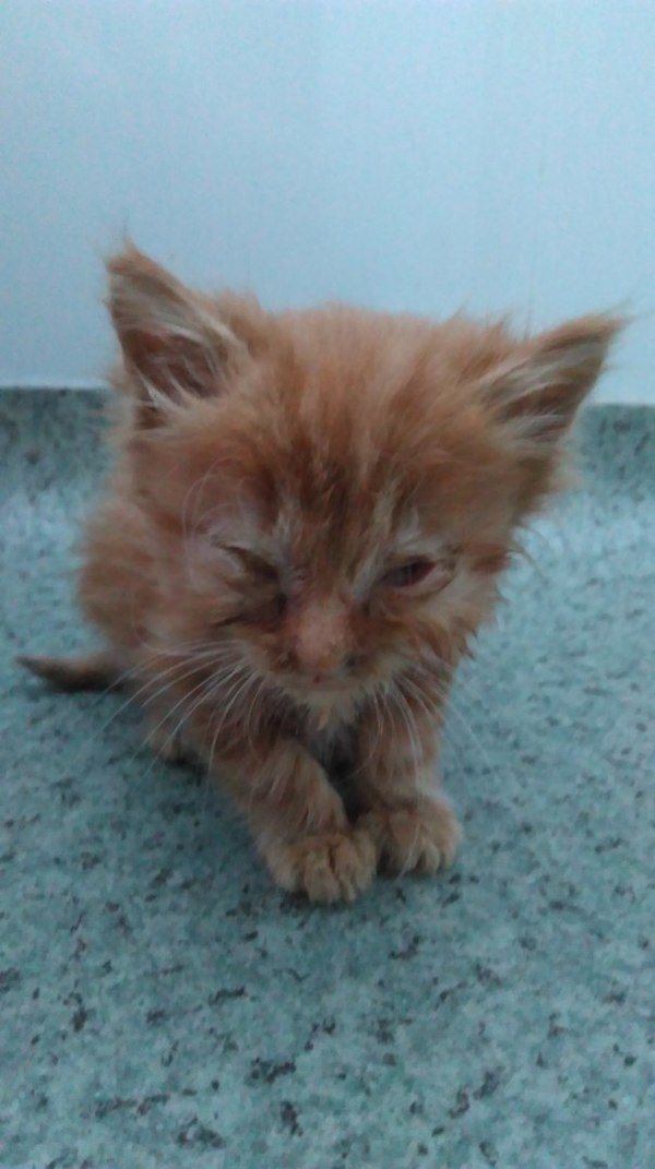 Please help, we have adopted a kitten. - Care, Belgorod, Treatment, My, cat, Help, Longpost, 