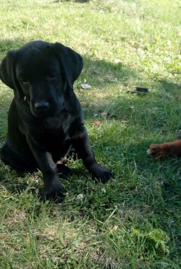 Peekaboo magic! I urge you! - Labrador, Lost, Vyborg, The dog is missing, Help, Dog