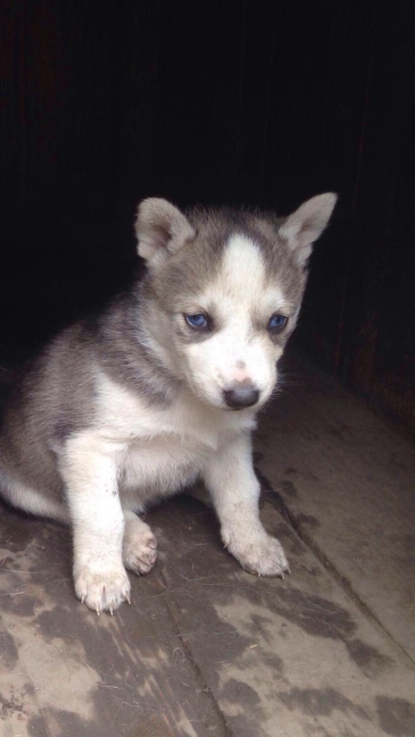 Husky puppy who has seen some shit... - My, My, Husky, Fox, Some shit, Stubbornness