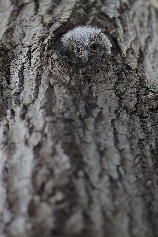 Owl Disguise Geniuses - Owl, Disguise, Ninja, Birds, Longpost