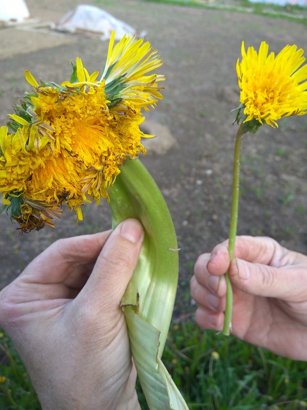 What a fucking dandelion - My, Dacha, 