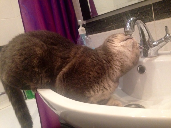 Thirst :) - My, cat, Thirst all