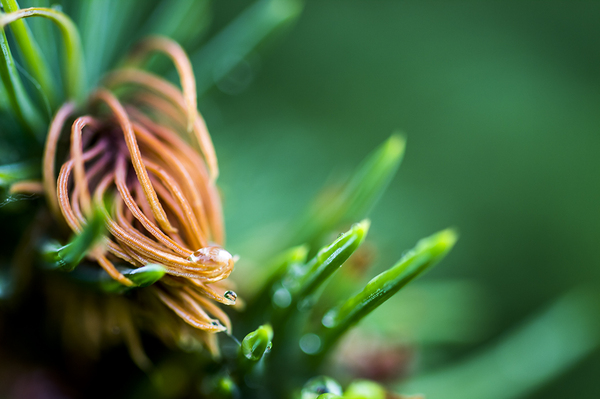 Rainy Macro - My, The photo, Macro, Macro photography, Macrocosm, Khabarovsk, Rain, beauty of nature, Longpost