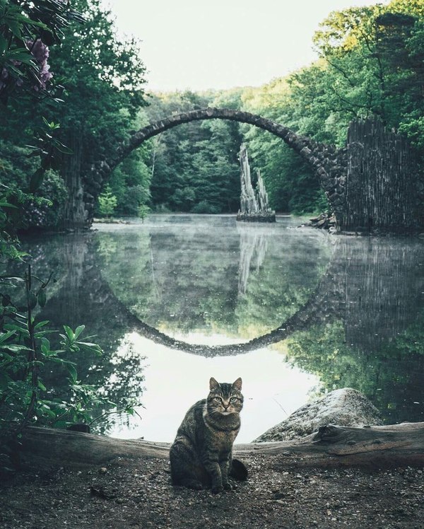 Bridge in the Rakotzbruck - cat, Bridge, Germany, RГЎkotzbrГјcke