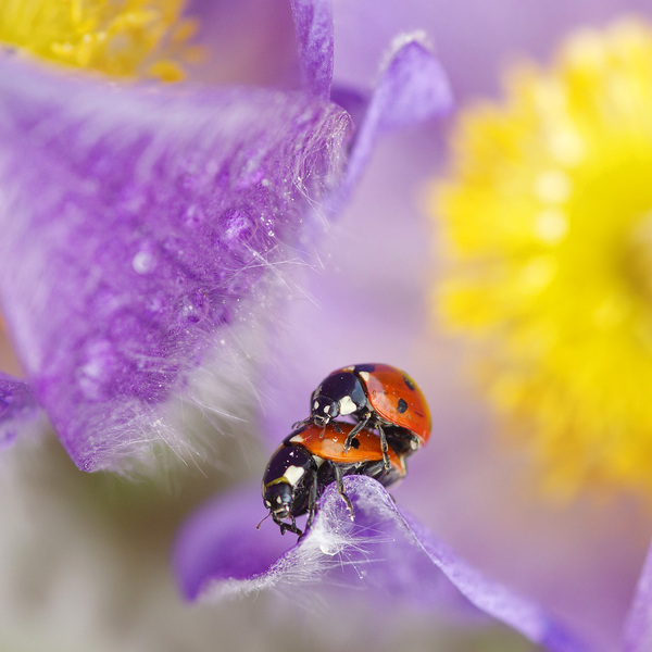 Peace, friendship, chewing gum... - Macro, My, Love, ladybug, Flowers, The sun, Summer
