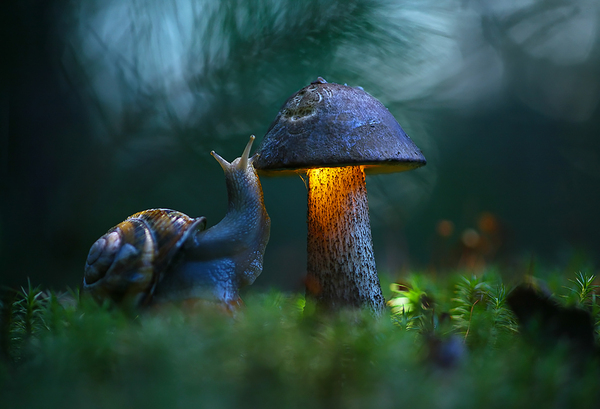 Magical forest - The photo, Closeup, Macro, Macro photography, Snail, Mushrooms, Forest, 