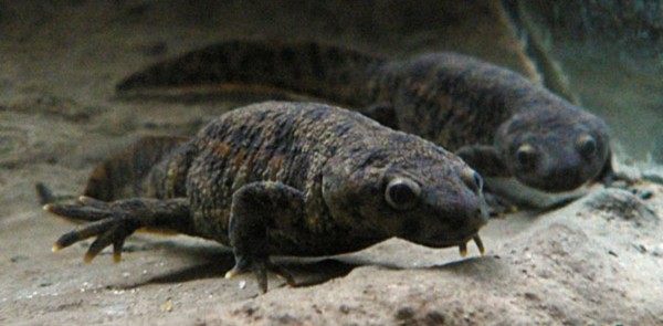 spanish newt - My, Amphibians, Triton, Aquarium, Question