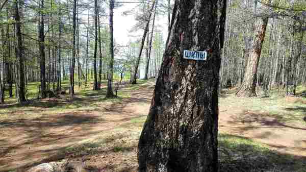 When the forest has not yet changed shoes for the summer - My, Thorns, Sign of the SPIKE, Winter tires, Forest, Olkhon, Baikal