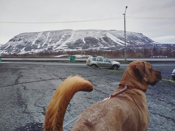 Night walk with a security guard :) - My, Cur, Barbados, Dog, The mountains, Polar day