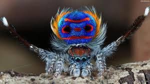 Peacock spider. - Spider, Milota, Nature