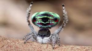 Peacock spider. - Spider, Milota, Nature