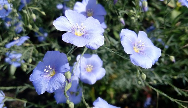 Like the sky under the feet of blue flax - Blue, Flax