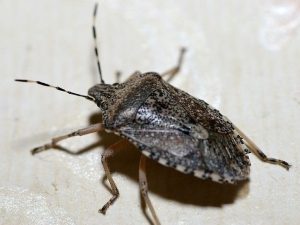 Summer Visitors Part 2 - My, Insects, Longpost, Bedbugs