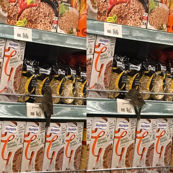 Sparrow shocked by the price of buckwheat - My, Sparrow, Buckwheat, Score