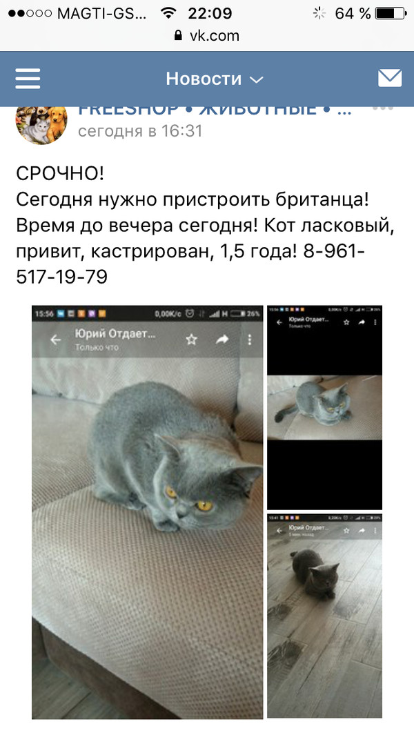 It's immediately obvious, affectionate cat) - cat, Satan, Sight, Severity, Affectionate