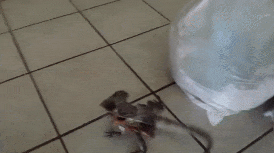Not enough fire from the mouth - Australia, Frilled lizard, Lizard, GIF