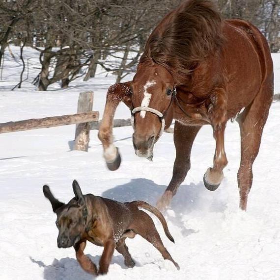 You better run - Dog, Horses, Snow, Run