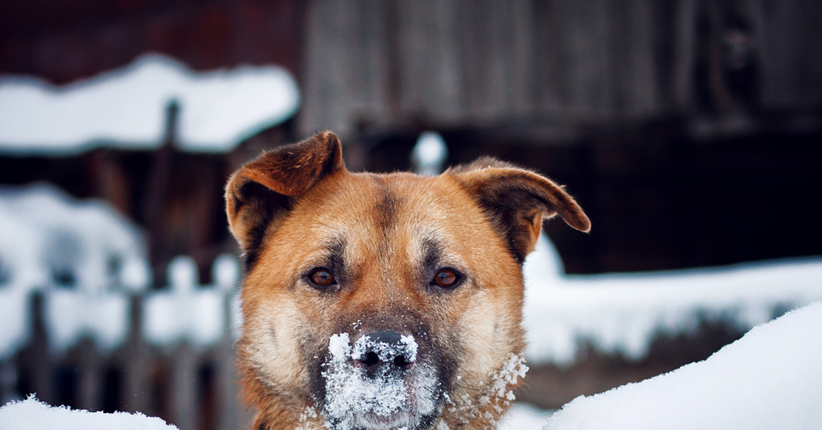 Собака снежок. Собака в снегу. Фотогеничный пес. Собака ест снег. Собака зимой ест снег.