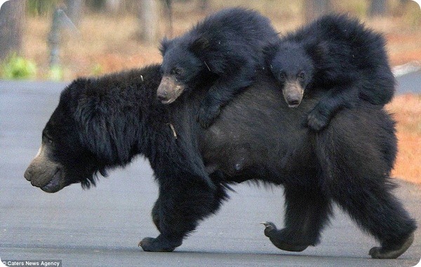 Медвежата прокатились на спине матери | Пикабу