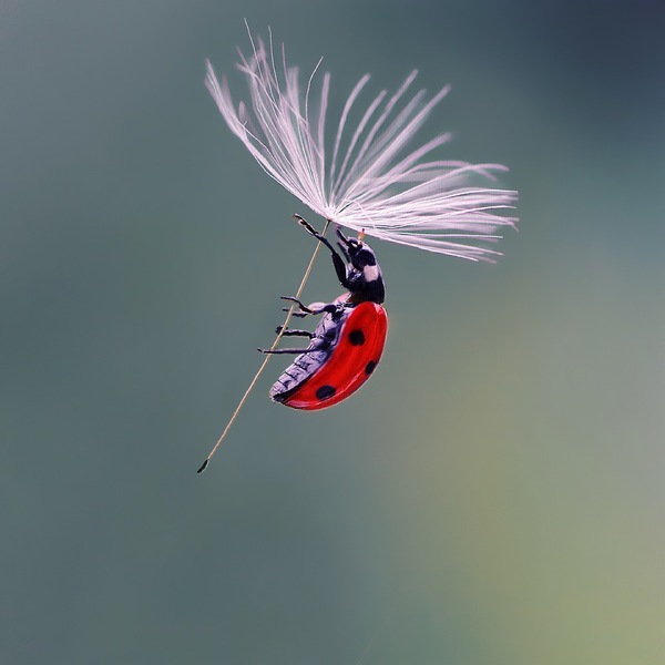 Parachutist. - The photo, ladybug, Flight, Macro, Macro photography
