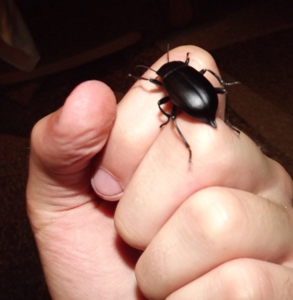 Help identify the beetle - Help me find, Жуки, Insects