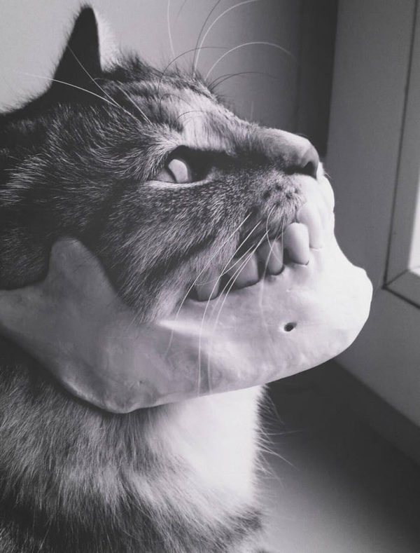 [Fotozhaba] Cat with a jaw - Fotozhaba, Photoshop, Psbattle, Psbattles, cat, A selection, Longpost