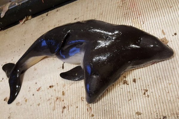 Dutch fishermen caught a dolphin with two heads - news, Post apocalypse, Mutant, Two heads