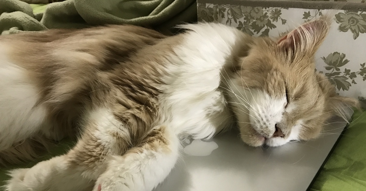 Лучшая лежанка для кота.. | Пикабу