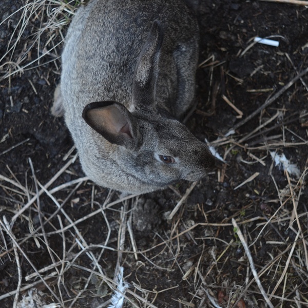 Rabbit in the village - Rabbit, My, Animals