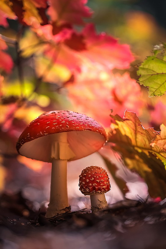 Hiding in the autumn - The photo, Closeup, Macro, Macro photography, , Autumn, Mushrooms, Fly agaric