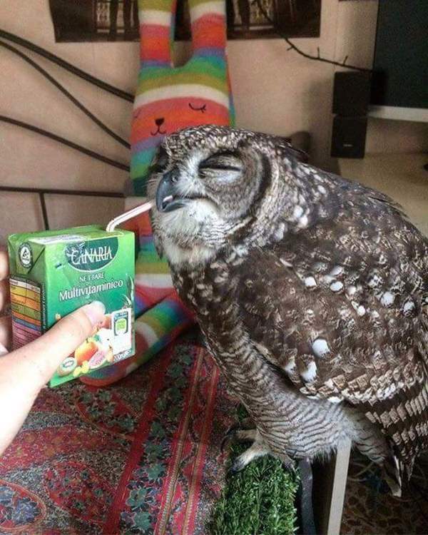 [Phototoad] Owl drinking juice - Fotozhaba, Photoshop, Psbattle, Psbattles, Owl, A selection, Longpost