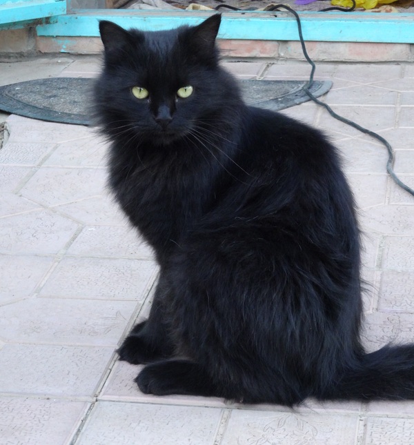 Сэм Ватрушкин