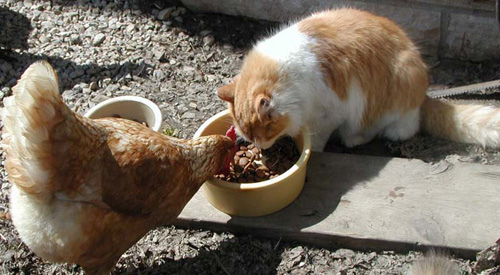 Truce at dinner. - cat, Hen, Catomafia