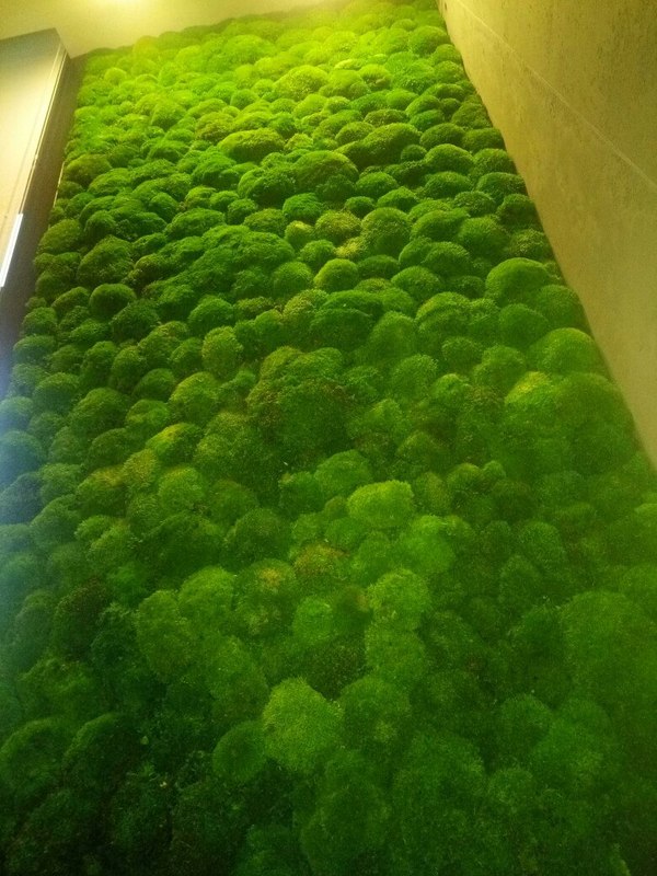 Decorative wall moss - League of detectives, Something, 