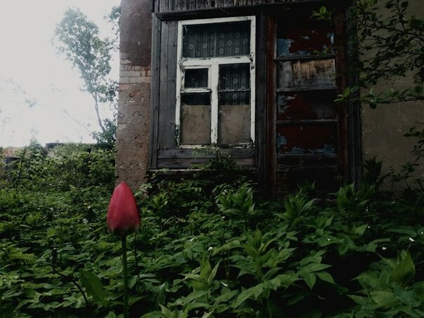 Dark tower in the local village. - an old house, My, Muhosransk, Tulips