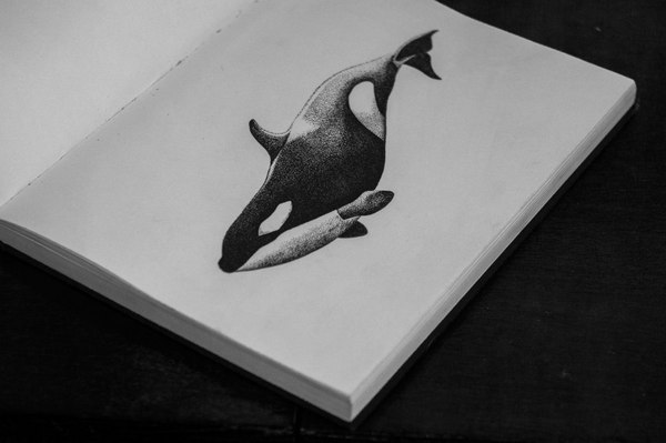 Orcinus orca - My, Killer whale, Mammals, Whale, Dotwork
