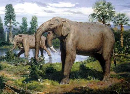 Dinotherium and Mammoth - ancient proboscis animals - My, Dinoterium, Mammoth, , Paleontology, Fossil, Prehistoric animals, Longpost