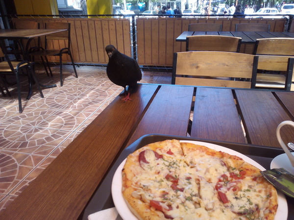 Public food is food in society. - My, Summer, Dinner, Birds