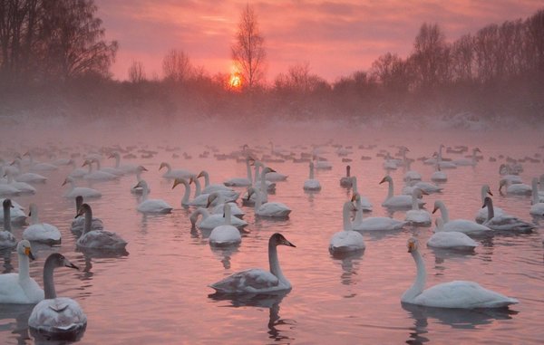 250-300 swans and 1.5-2 thousand wild ducks annually arrive at Swan Lake in the Altai Territory. They arrive in autumn to spend the winter. - The photo, Russia, Nature, Swans, Lake, Altai, Longpost, Altai Republic