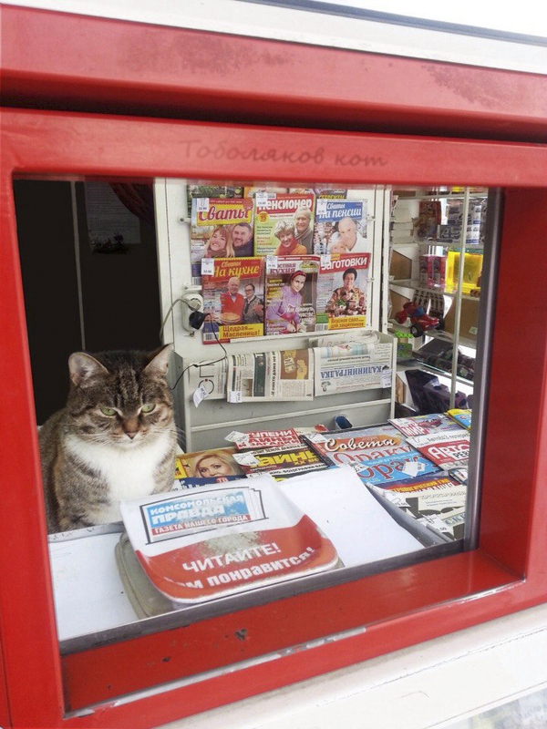 Stall - cat, Pigeon, Seagulls, , Kiosk, Longpost, Stall