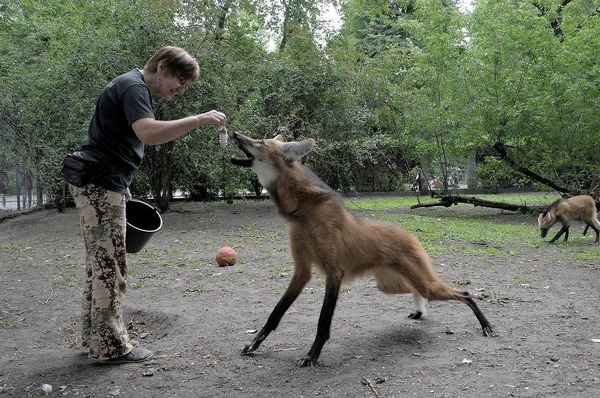 The wolf is also a good boy - The photo, Maned Wolf, , Wolf