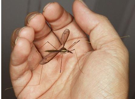 Children's delusions - a terrible mosquito - Mosquitoes, Delusion, Actually