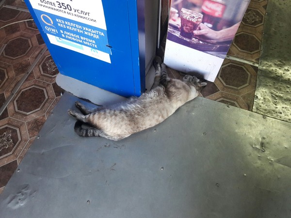 Store cat. - cat, , Bonehead