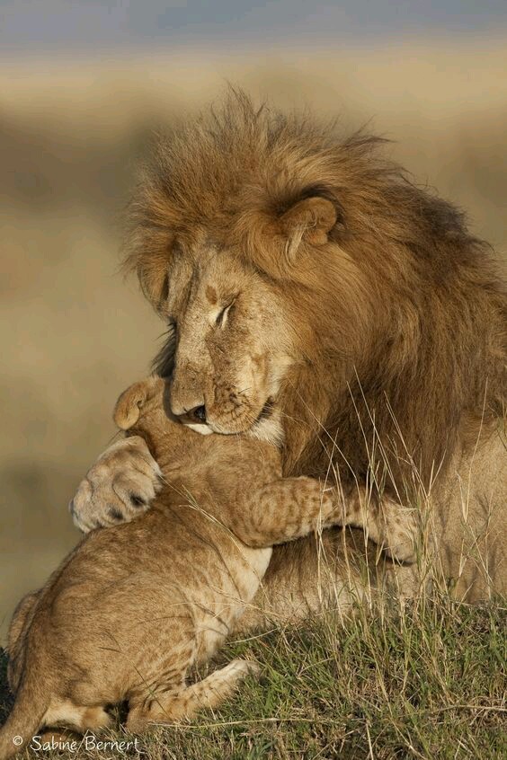 Happy Father's Day! - cat, a lion, Father's day, Congratulation