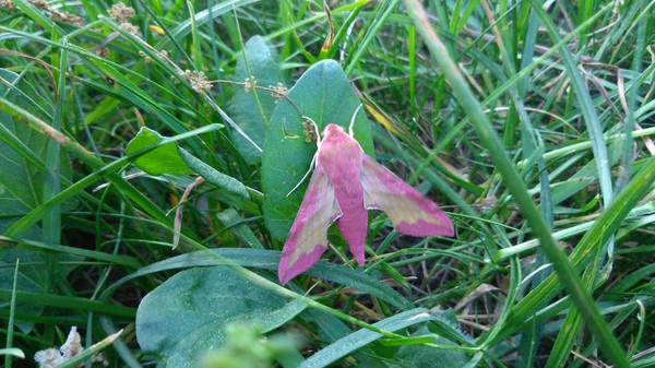 pink moth - Pink, Butterfly, Nature