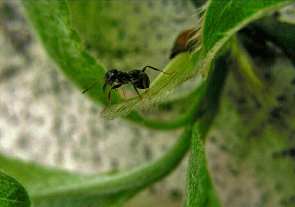 macro ant - My, Macro, Ants, Nature, Summer, Macro photography