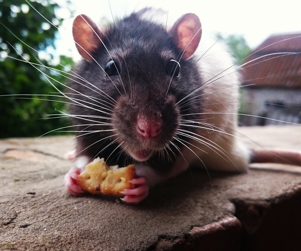 Liver - My, Decorative rats, Rat, Cookies