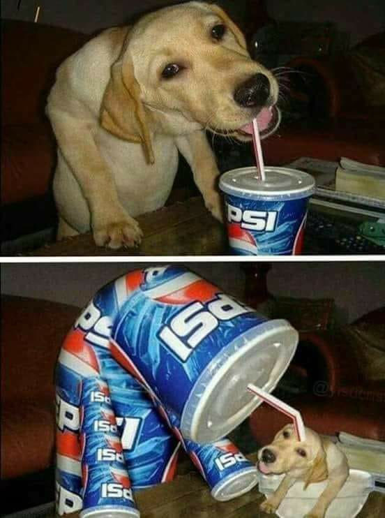 Say no to drugs. - 9GAG, Addiction, Dog, Pepsi